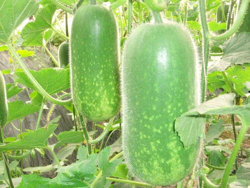 吃瓜爆料美图分享大全,带你领略视觉盛宴