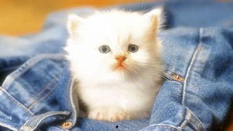 吃瓜娱乐赵小瞒小猫,吃瓜娱乐界的甜蜜萌宠